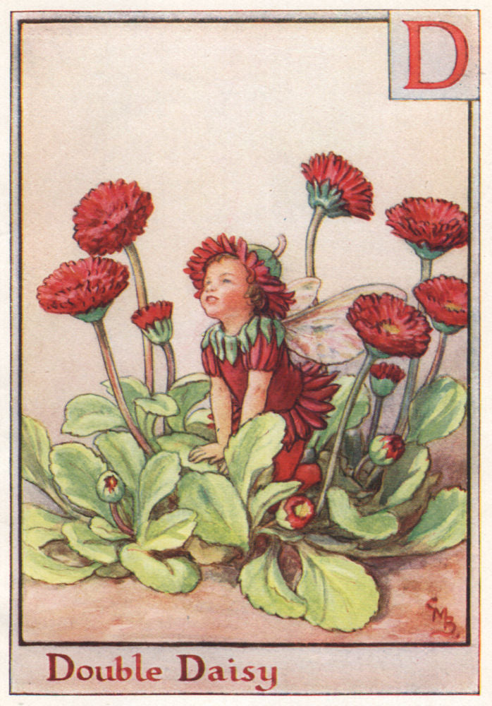 D = Double Daisy Fairy by Cicely Mary Barker. Alphabet Flower Fairies c1934